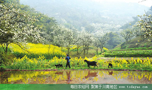 江阳区丹林镇的梨花.jpg