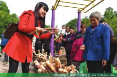 <b>叙永苦笋 成农民增收致富的绿色产业</b>