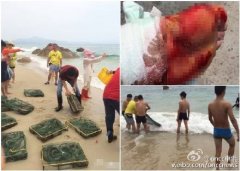<b>深圳：男子在海滩放生大量海鳗 小孩被咬缝百针</b>