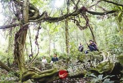 <b>重庆现疑似500岁“藤王”：延展近4亩 林间成巨网</b>