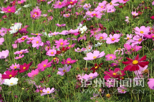 江门古寨 031