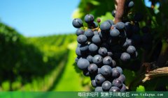 <b>宜宾：南溪葡萄避雨栽培大面积示范成功</b>