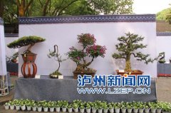 <b>大自然浓缩的美景 去泸州忠山公园看盆景艺术展</b>