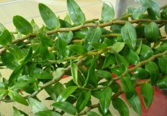 <b>浙江乐清打造铁皮石斛全产业链</b>