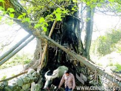 <b>湖北：房县千年银杏遭雷击“死亡” 40年后复活</b>