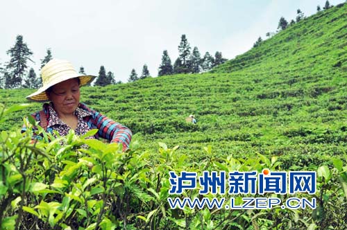 工人正在牛皮茶种植基地采摘茶叶