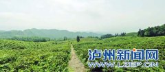 <b>古蔺县：打造3000亩牛皮茶观光园区</b>