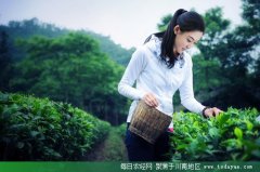 <b>四川茶博会开幕 峨眉雪芽成指定用茶</b>