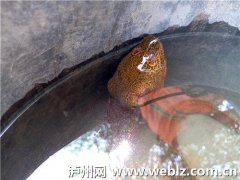 <b>泸州市民发现长角的鳝鱼</b>