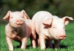 <b>今日生猪市场行情：淡季到来猪价挣扎式慢涨</b>
