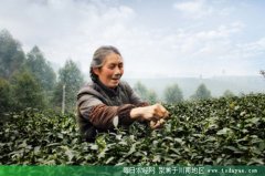<b>四川乐山：打造峨眉山茶品牌</b>