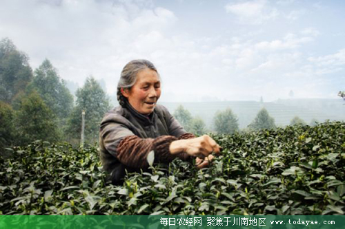 峨眉山茶.jpg