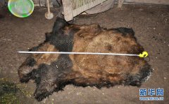 <b>云南省林业厅通报：捕杀大熊猫的3人已被批捕</b>