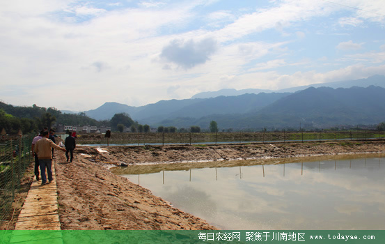泥鳅养殖基地.jpg