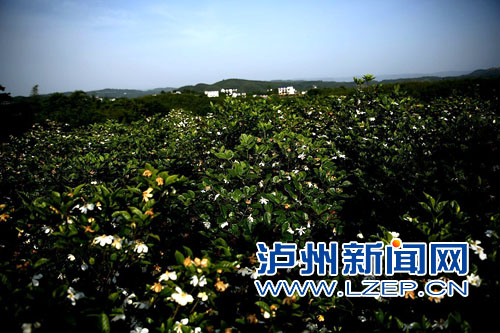 黄栀子花