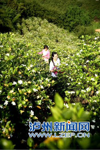 采摘黄栀子花