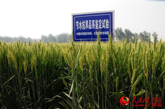 图为位于河北省辛集市马兰农场的节水抗旱品系试验田。张梦琪摄