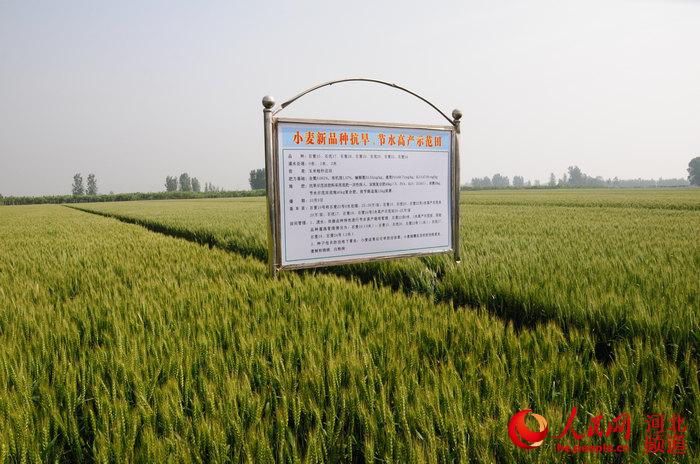 图为位于河北省辛集市马兰农场的节水小麦示范田。张梦琪摄