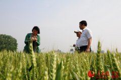 <b>节水高产小麦在河北等地试种成功</b>