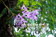 <b>泸州合江：百年古树生石斛 今朝石斛成药谷</b>