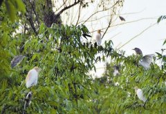 <b>岳池县石龙河畔翠竹林千只白鹭枝头鸣</b>