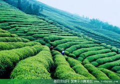 <b>统一标准 乐山打造中国绿茶之都</b>