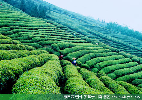 峨眉山茶.jpg