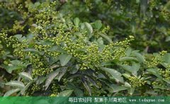 <b>筠连打造川南花椒之乡 带动更多农户致富</b>
