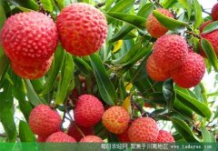 <b>四川乐山嘉州荔枝获得农产品地理标志</b>