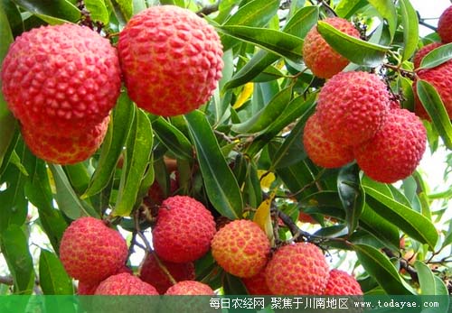 嘉州荔枝.jpg