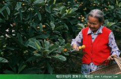 <b>泸县：枇杷收成好 果农喜笑颜开</b>