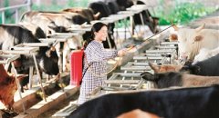 <b>高县：建川南规模最大肉牛养殖基地</b>