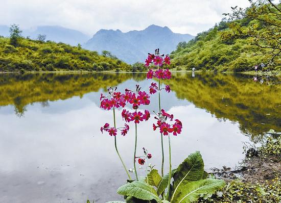 汉源发现大规模报春花原生群落