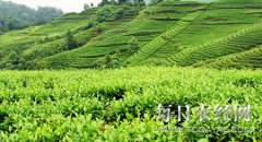<b>宜宾茶企抱团出击广州茶博会</b>