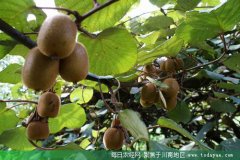 <b>乐山：规模以上农产品龙头企业达56家</b>