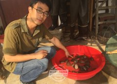 <b>武汉:梁子湖大量乌龟上岸后死亡 专家：中外乌龟混战</b>