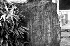 <b>安徽琅琊山欧阳修手植梅遭游客“断肢”</b>