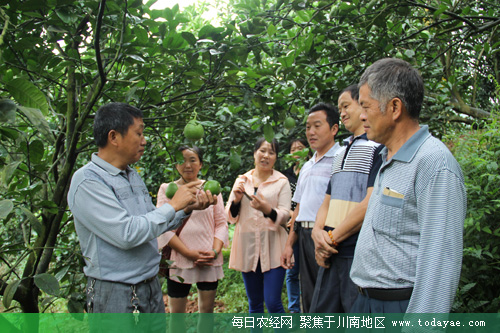 农技专家讲授如何疏果.jpg