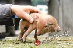 <b>重庆城口现双头猪崽 因头太重无法站立</b>