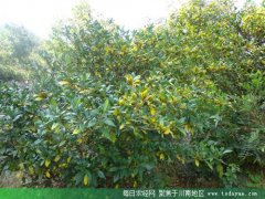<b>泸州：石桥药材种植基地快速发展</b>