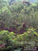 <b>泸州古蔺双沙现野生猴群 专家呼吁：不要去伤害它们</b>