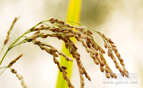 转基因水稻解决雾霾 专家:常规育种手段即可实现