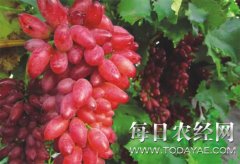 <b>富顺精简农业审批程序 促进地方经济发展</b>