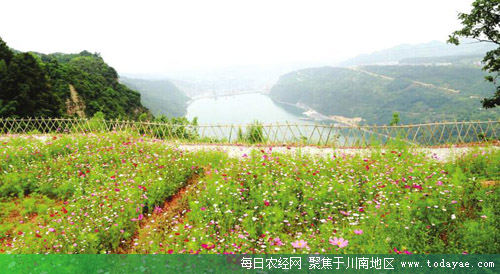 花漫金江.jpg