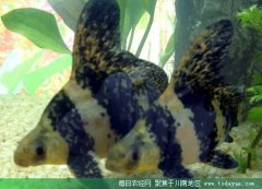 <b>宜宾：2000尾胭脂鱼种免费发放 助农增收</b>