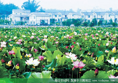 <a  data-cke-saved-href=http://www.luzhouol.cn href=http://www.luzhouol.cn target=_blank class=infotextkey>泸州</a>长安镇荷田月色.jpg