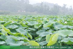 <b>泸州石寨试种双季藕 农民增收有搞头</b>