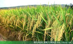 <b>泸州中籼稻托市收购 助农增收1400万</b>