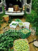 <b>泸州叙永贫困学子家万斤冰脆李遇滞销 请您来选购</b>