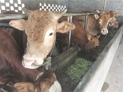 宜宾肉牛.jpg